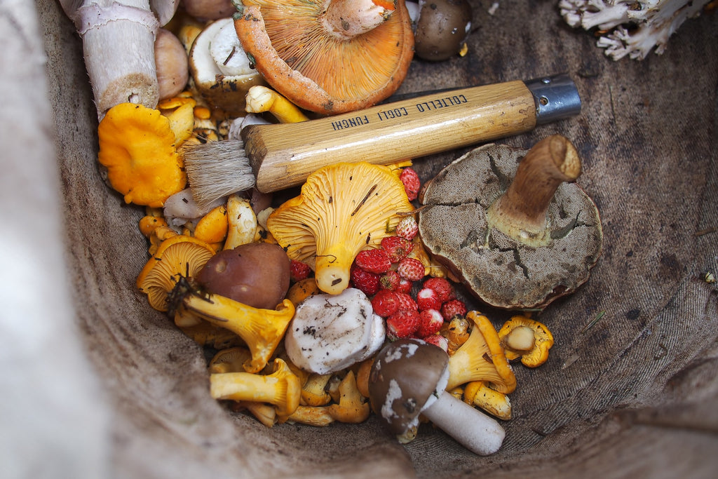 Medicinal Mushrooms: Your Questions Answered